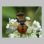 Gymnosoma sp - Raupenfliege 01.jpg